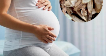 Củ gai có tác dụng gì cho bà bầu và phụ nữ sau sinh?