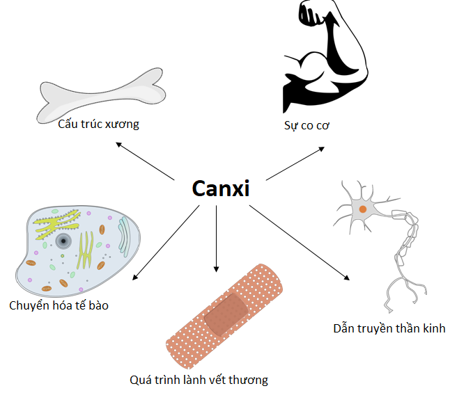 canxi hữu cơ