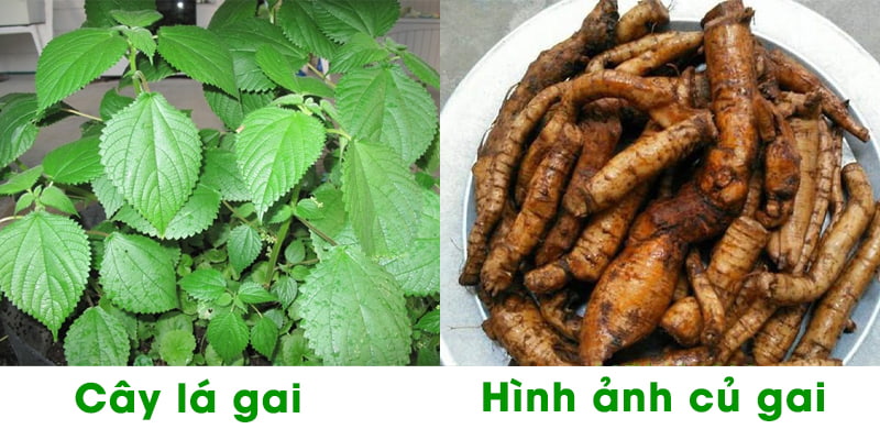 củ gai có tác dụng gì cho bà bầu